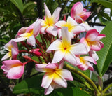 Mark #5 - Buyplumerias.com Exclusive