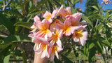 Mark #5 - Buyplumerias.com Exclusive