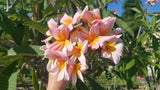 Mark #5 - Buyplumerias.com Exclusive