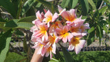 Mark #5 - Buyplumerias.com Exclusive