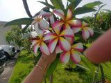 Mary Susan