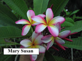 Mary Susan