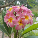 Maui Beauty