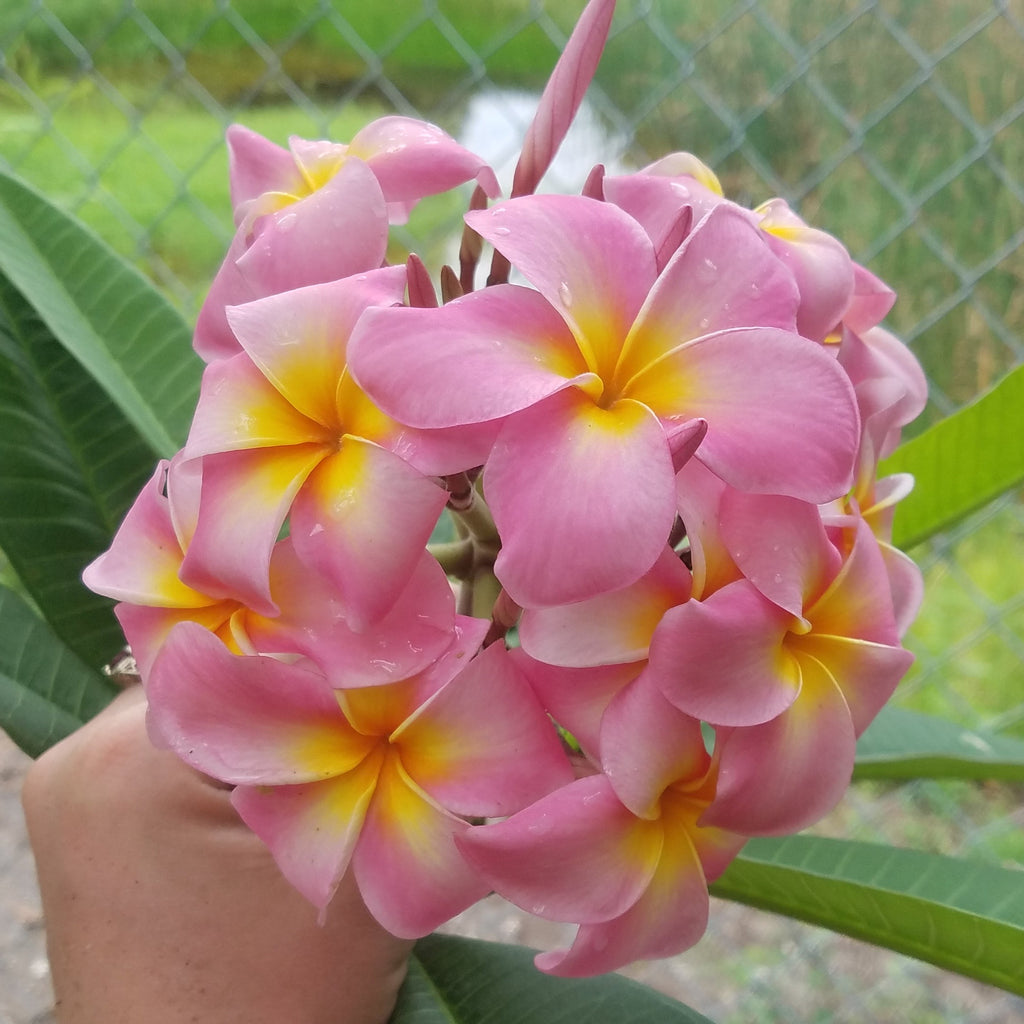 Maui Beauty