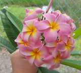 Maui Beauty