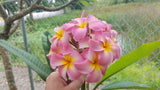 Maui Beauty