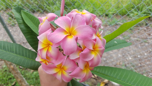 Equinox Scarf - Pink Plumeria Maui