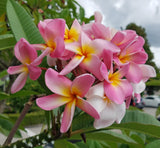 Maui Beauty