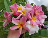 Maui Beauty