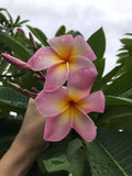 Maui Beauty