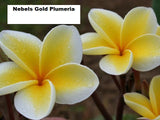 Nebel's Gold