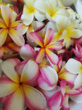 Plumeria Flower Mixed Assortment- Available Late March- Early September