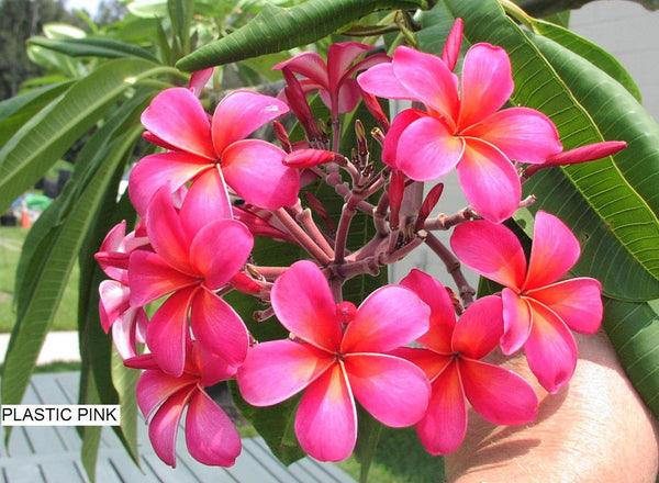 n*＊様 プルメリア　Sweet valentine Plumeria by N SWEET VALENTINE Plumeria by Nui