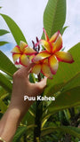 Puu Kahea