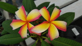 Puu Kahea