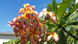 Puu Kahea