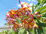 Puu Kahea