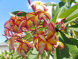 Puu Kahea