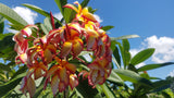 Puu Kahea