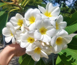 Samoan Fluff