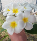 Samoan Fluff