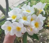 Samoan Fluff