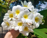 Samoan Fluff