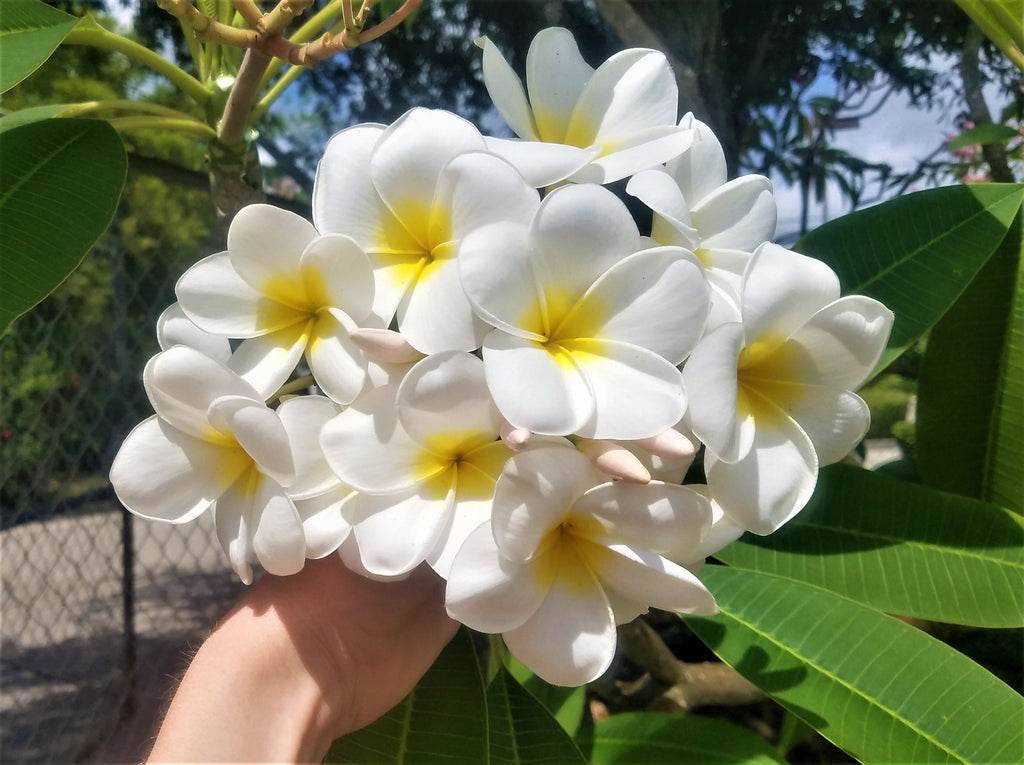 Samoan Fluff