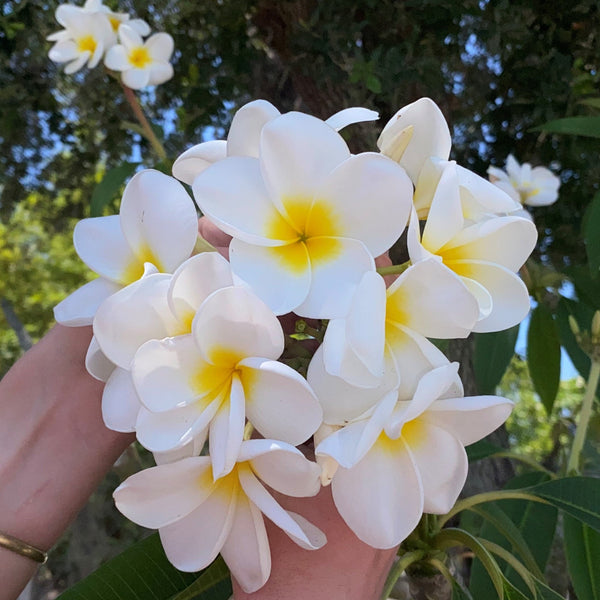 Plumeria rubra 'Samoan Fluff' - ('Tahitian White') — Vintage Green