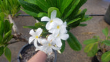 Dwarf Singapore White