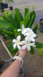 Dwarf Singapore White