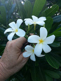 Dwarf Singapore White