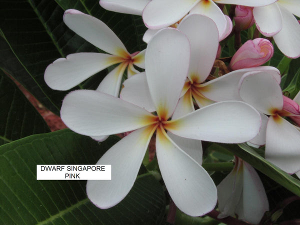 Dwarf Singapore Pink – BuyPlumerias.com Dwarf Singapore Pink – BuyPlumerias.com