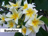 Sunshine