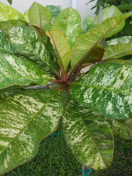 Variegated Plumeria – BuyPlumerias.com