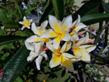 Vishanu Gold - Rare Extremely Good Keeping