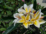 Vishanu Gold - Rare Extremely Good Keeping