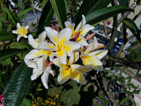 Vishanu Gold - Rare Extremely Good Keeping