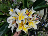 Vishanu Gold - Rare Extremely Good Keeping