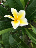 Vishanu Gold - Rare Extremely Good Keeping