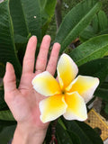 Vishanu Gold - Rare Extremely Good Keeping