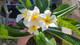 Vishanu Gold - Rare Extremely Good Keeping