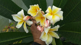 Vishanu Gold - Rare Extremely Good Keeping