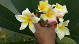Vishanu Gold - Rare Extremely Good Keeping