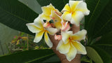 Vishanu Gold - Rare Extremely Good Keeping