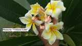 Vishanu Gold - Rare Extremely Good Keeping