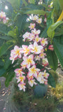 Willmatt - Buyplumerias.com Exclusive