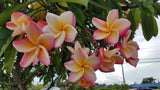 Willmatt - Buyplumerias.com Exclusive