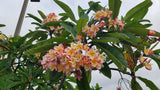 Willmatt - Buyplumerias.com Exclusive