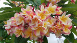 Willmatt - Buyplumerias.com Exclusive